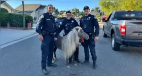 Policiais encontram pônei Shetland que havia fugido de casa em San Jose, na Califórnia. Registro da abordagem inusitada com o pequeno "fugitivo" viralizou nas redes sociais.