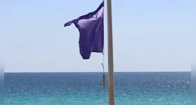Saiba sobre a bandeira roxa nas praias: significado, cuidados e o que fazer em caso de contato com animais marinhos.