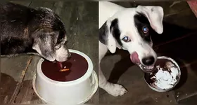 “Só aceitem açaí do grosso. Chula? Nem pensar.”