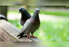 Pombos podem se instalar em varandas em busca de abrigo e alimento; veja como dificultar a presença das aves.