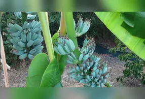 Originária do Sudeste Asiático, a fruta é atualmente cultivada em regiões como o Havaí, as Ilhas Fiji, as Filipinas e alguns países da América Latina.