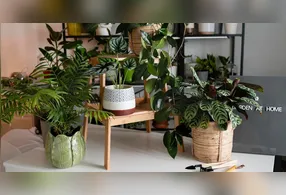 Um vaso perfumado pode parecer apenas um item de decoração, mas algumas plantas liberam compostos aromáticos que podem incomodar determinados insetos.