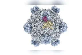 Pesquisadores criam vírus artificial pela primeira vez usando IA, com potencial para combater bactérias resistentes.