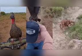 Após o ataque da ave, tutor e cachorro seguiram a viagem normalmente.