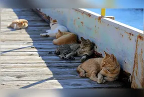 Em 2014, a Ilha era habitada por 91 gatos e apenas 17 moradores.