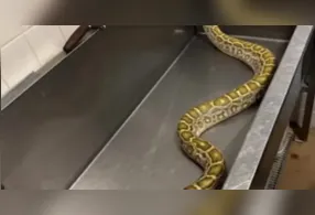 Píton-birmanesa de 2,5 metros foi resgatada debaixo de um galpão em Nova Jersey; raio-X revelou que a cobra havia engolido um gambá de grande porte.