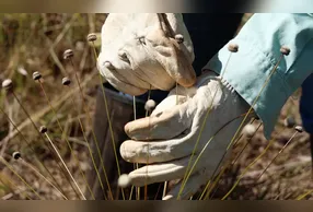Entre esses achados, estão a Paepalanthus magalhaesii e a Coracoralina amoena que são típicas da paisagem das serras de Minas Gerais
