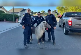 Policiais encontram pônei Shetland que havia fugido de casa em San Jose, na Califórnia. Registro da abordagem inusitada com o pequeno "fugitivo" viralizou nas redes sociais.