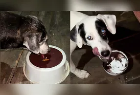 “Só aceitem açaí do grosso. Chula? Nem pensar.”