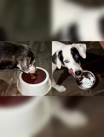 “Só aceitem açaí do grosso. Chula? Nem pensar.”