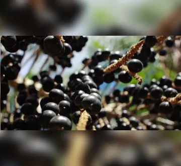 Imagem ilustrativa da imagem Açaí amazônico conquista mercado chinês com contrato de venda até 2031