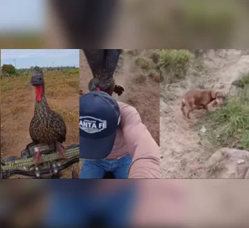 Imagem ilustrativa da imagem Cachorro e motociclista escapam de jacu em cena divertida