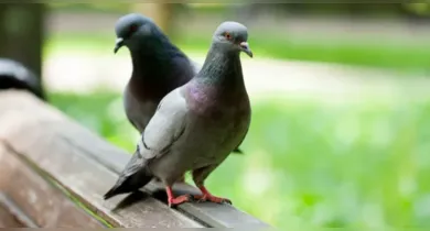 Pombos podem se instalar em varandas em busca de abrigo e alimento; veja como dificultar a presença das aves.