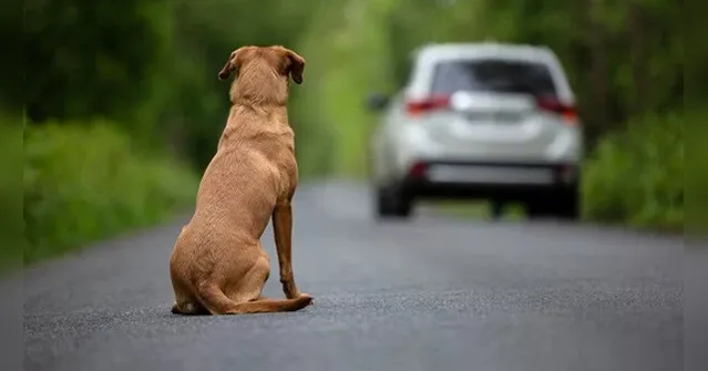 Imagem ilustrativa da notícia Câmara aprova suspensão da CNH para quem abandona animais