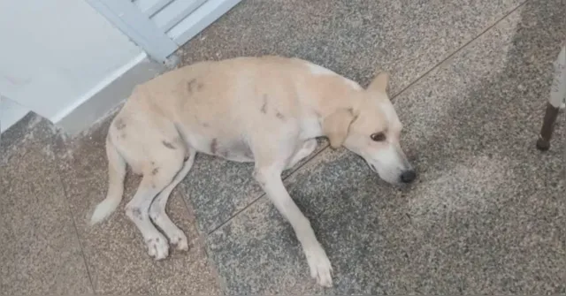Imagem ilustrativa da notícia Cachorro emociona ao esperar por mais de um mês por tutor morto em hospital