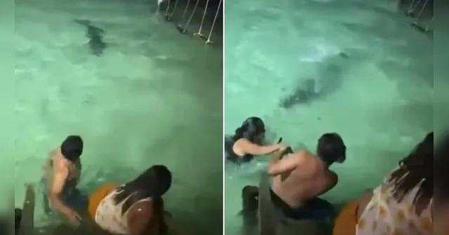Imagem ilustrativa da notícia VÍDEO: turistas são surpreendidos por crocodilo durante banho em resort