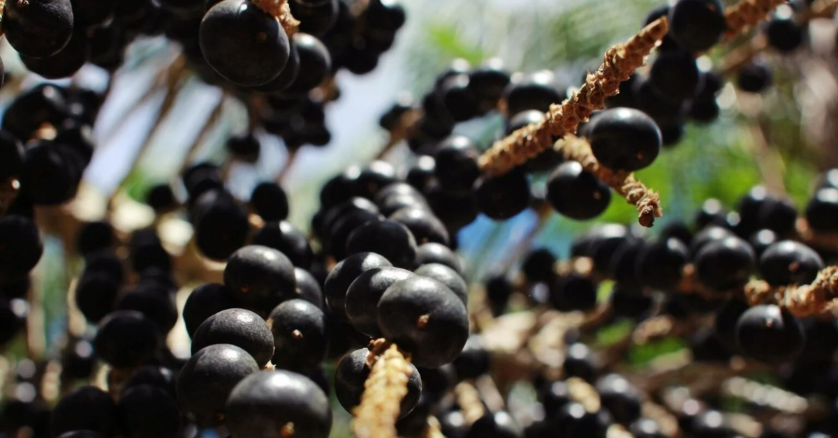 Uma cooperativa do Amapá fechou contrato para fornecer 15 mil toneladas de açaí à China até 2031, fortalecendo a exportação, gerando renda para comunidades agroextrativistas.