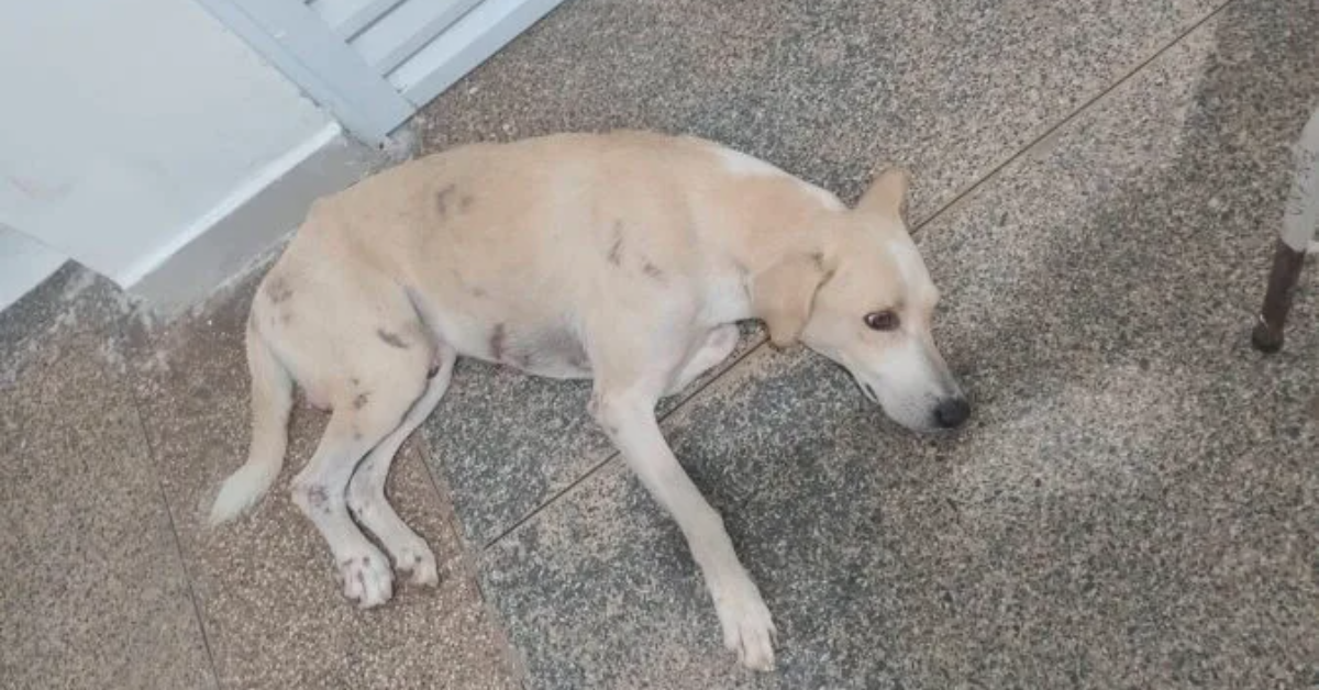 A lealdade de Faraó emocionou Porto Velho. O cachorro esperou por mais de 30 dias na porta de um hospital pelo tutor, que morreu em um acidente.