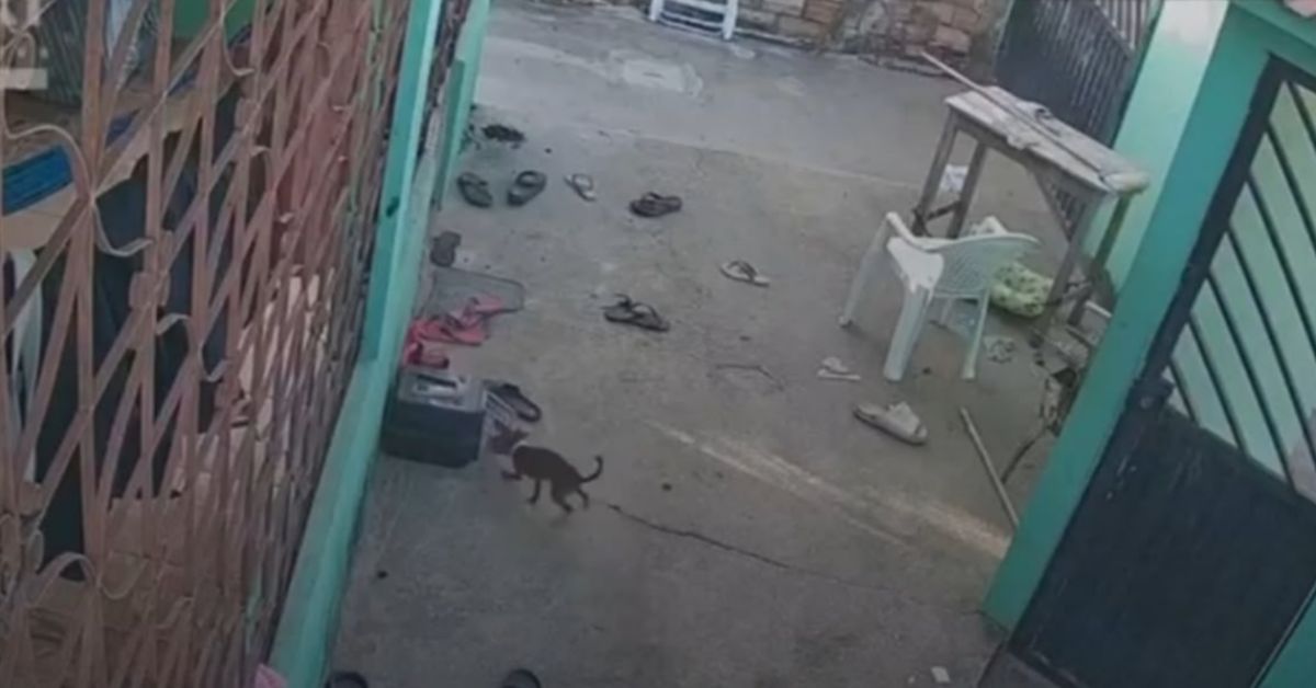O enxame atacou os cachorros, que não resistiram às ferroadas