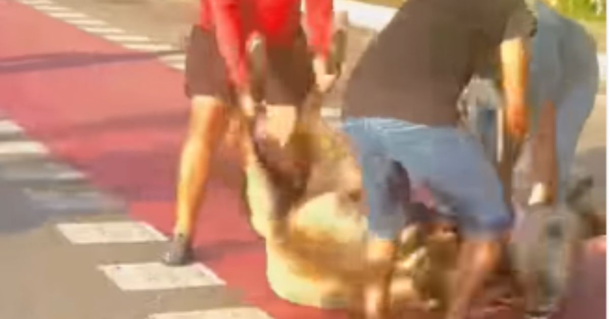 Cavalo foi atropelado na avenida Centenário, em Belém, e recebeu atendimento veterinário após o acidente.