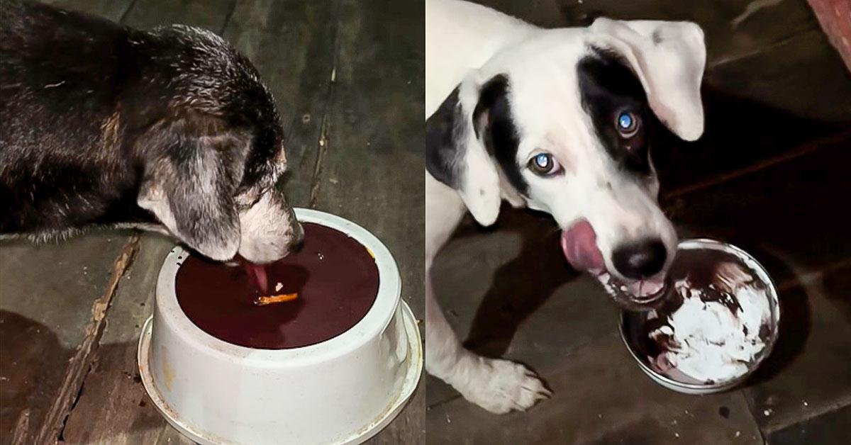 “Só aceitem açaí do grosso. Chula? Nem pensar.”