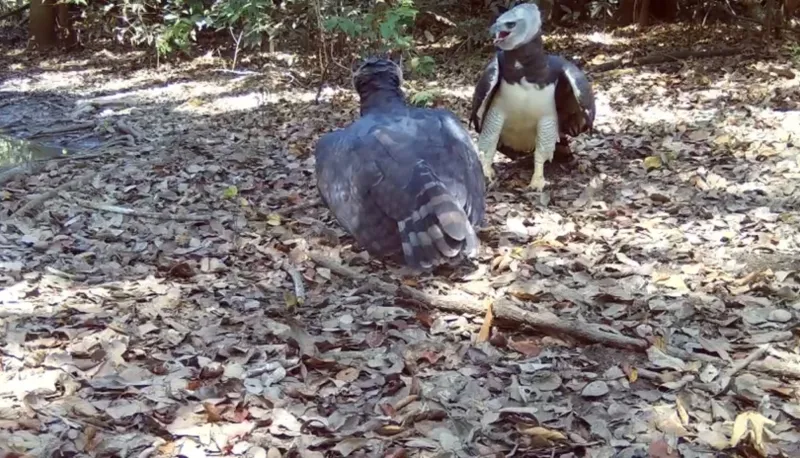 Um casal de harpias é flagrado em Sinop, MT. Veja o incrível registro feito por Luigi Seronni sobre essas magníficas águias.