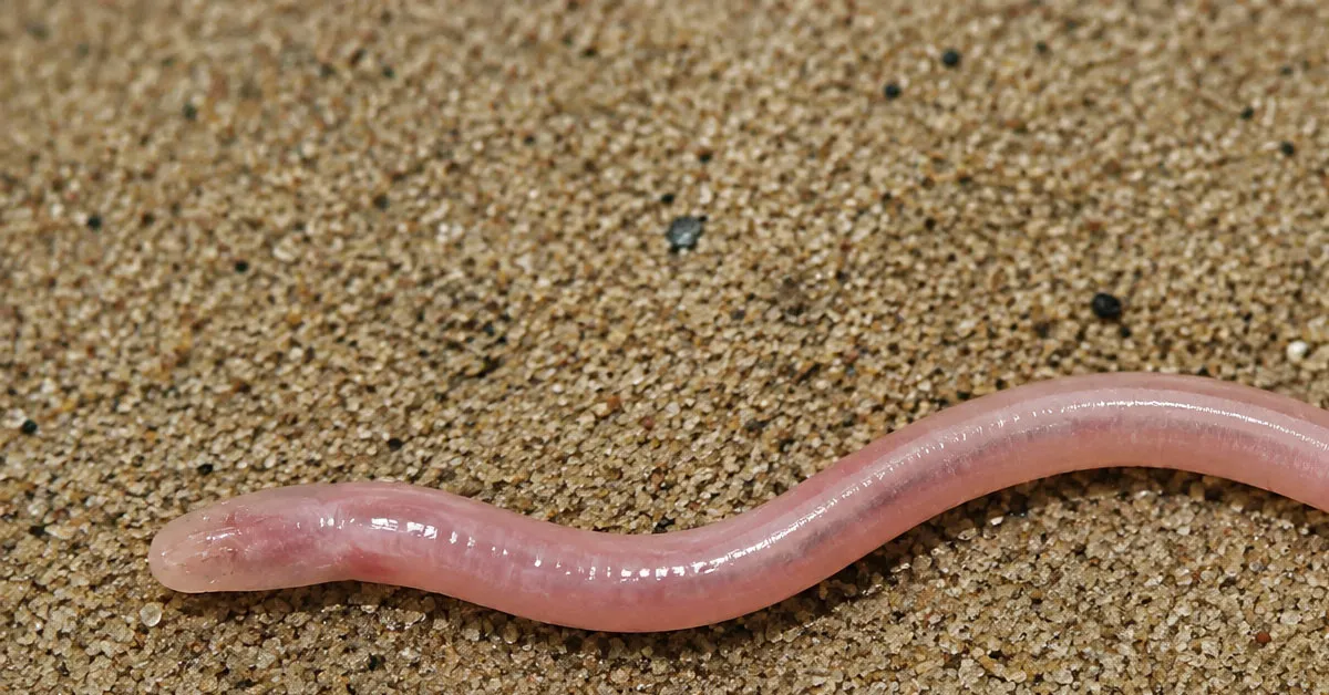 O animal foi batizado de Gangaichthys indonepalicus e pertence à família Chaudhuriidae