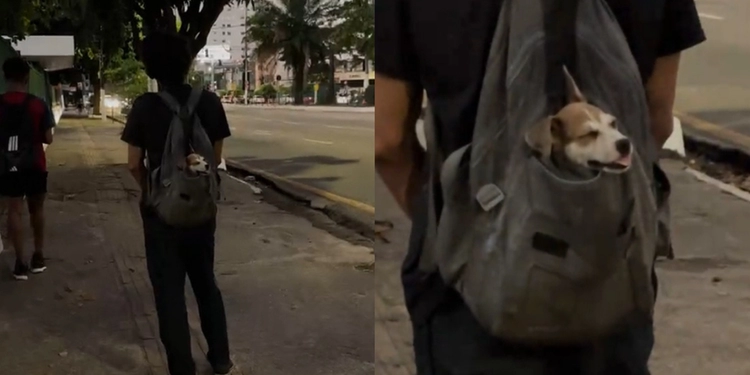 O filhote parecia estra confortável na mochila do tutor.