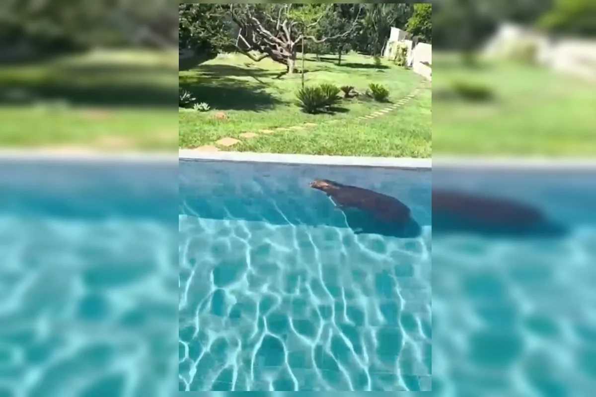 A capivara foi resgatada e devolvida ao seu habitat natural.