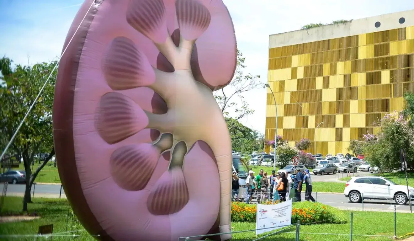 Controlar a pressão arterial e o diabetes, manter hidratação adequada e evitar a automedicação são, portanto, medidas fundamentais para proteger a função renal ao longo da vida.