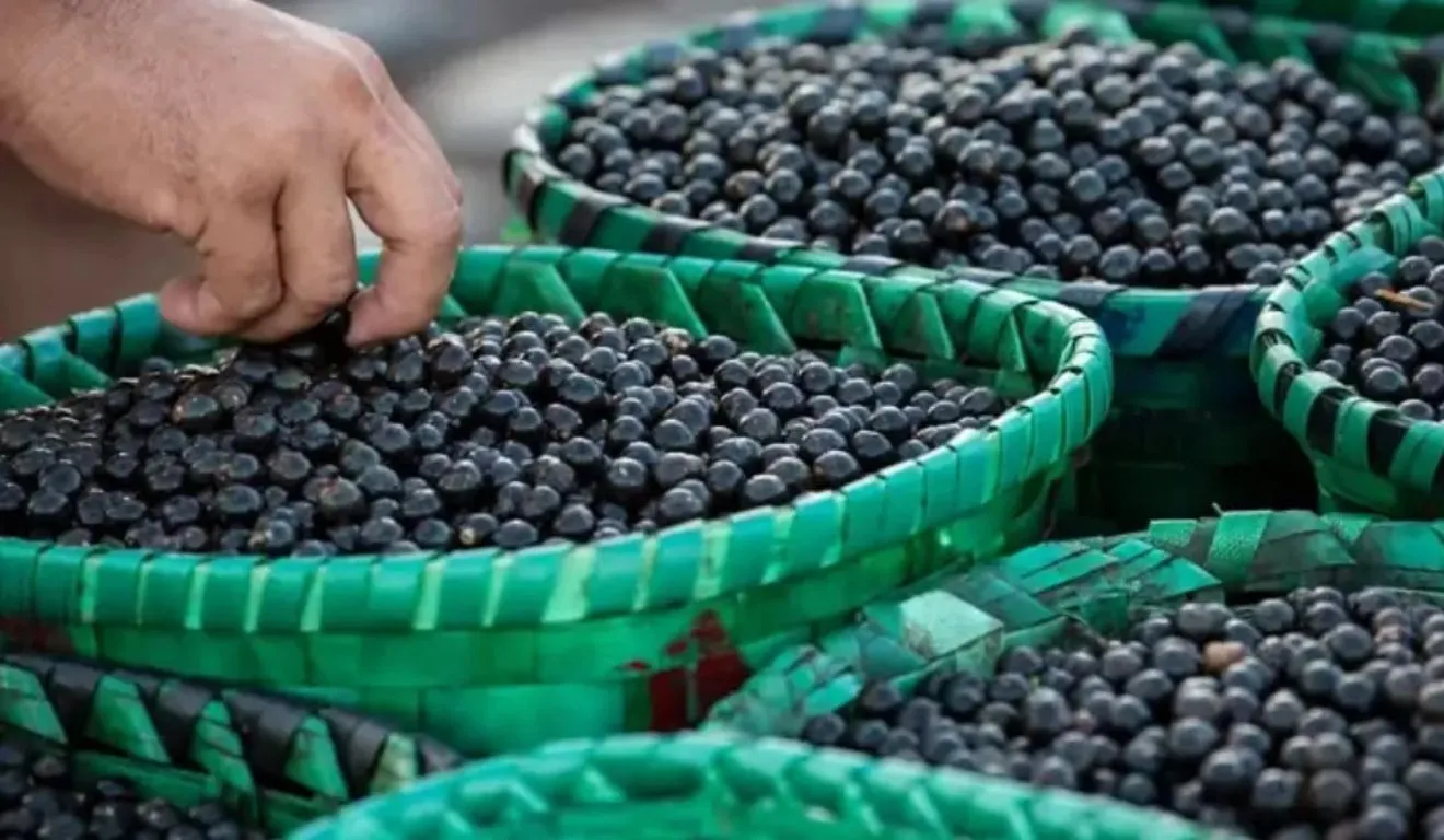 Fruto movimenta mais de R$ 1 bilhão no Brasil, segundo o IBGE.