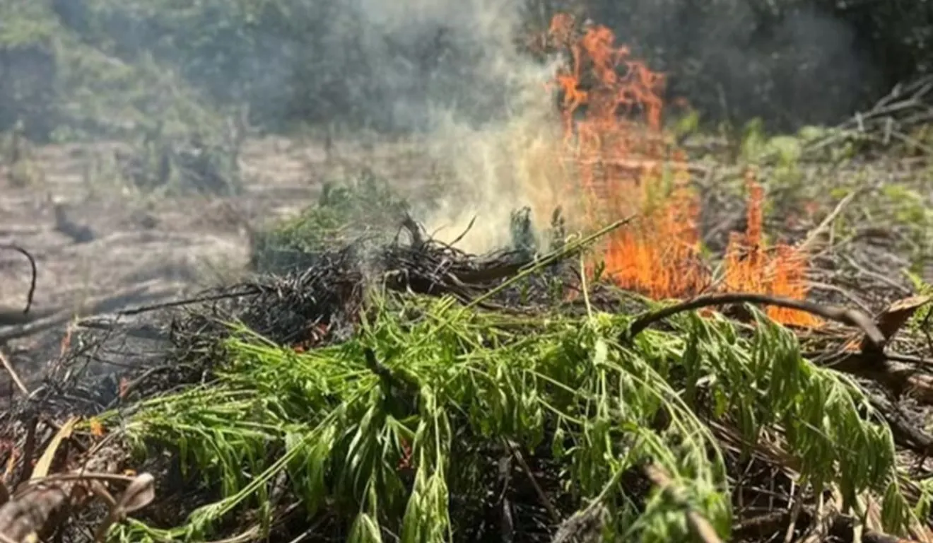 Ação faz parte das iniciativas da PF para o combate ao cultivo ilegal de cannabis na região.