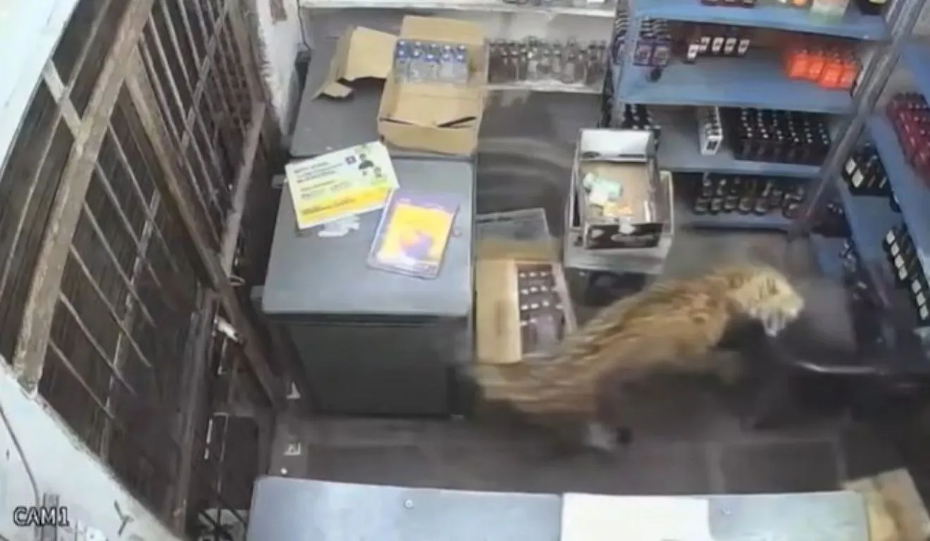Apesar do susto, homem conseguiu deixar o estabelecimento e trancou o animal no interior da loja.