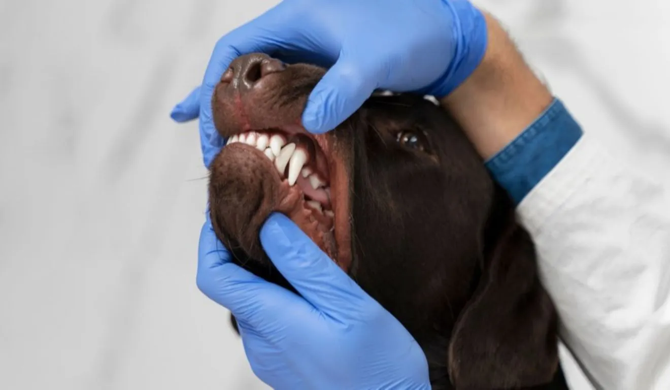 Escovação diária e consultas veterinárias ajudam a prevenir complicações.
