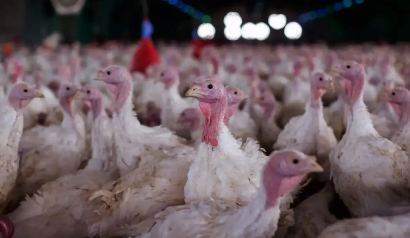Doença afeta aves domésticas e silvestres e é causada por vírus virulento do paramixovírus aviário do sorotipo 1 (APMV-1).