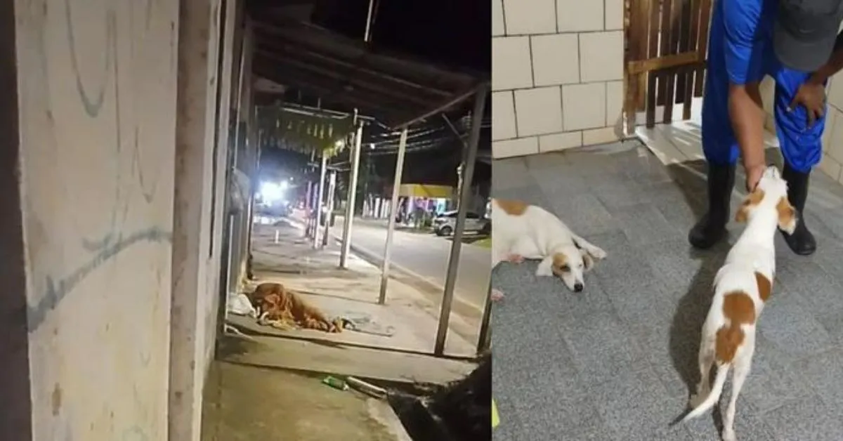 As cachorras eram constantemente abusadas pelo suspeito