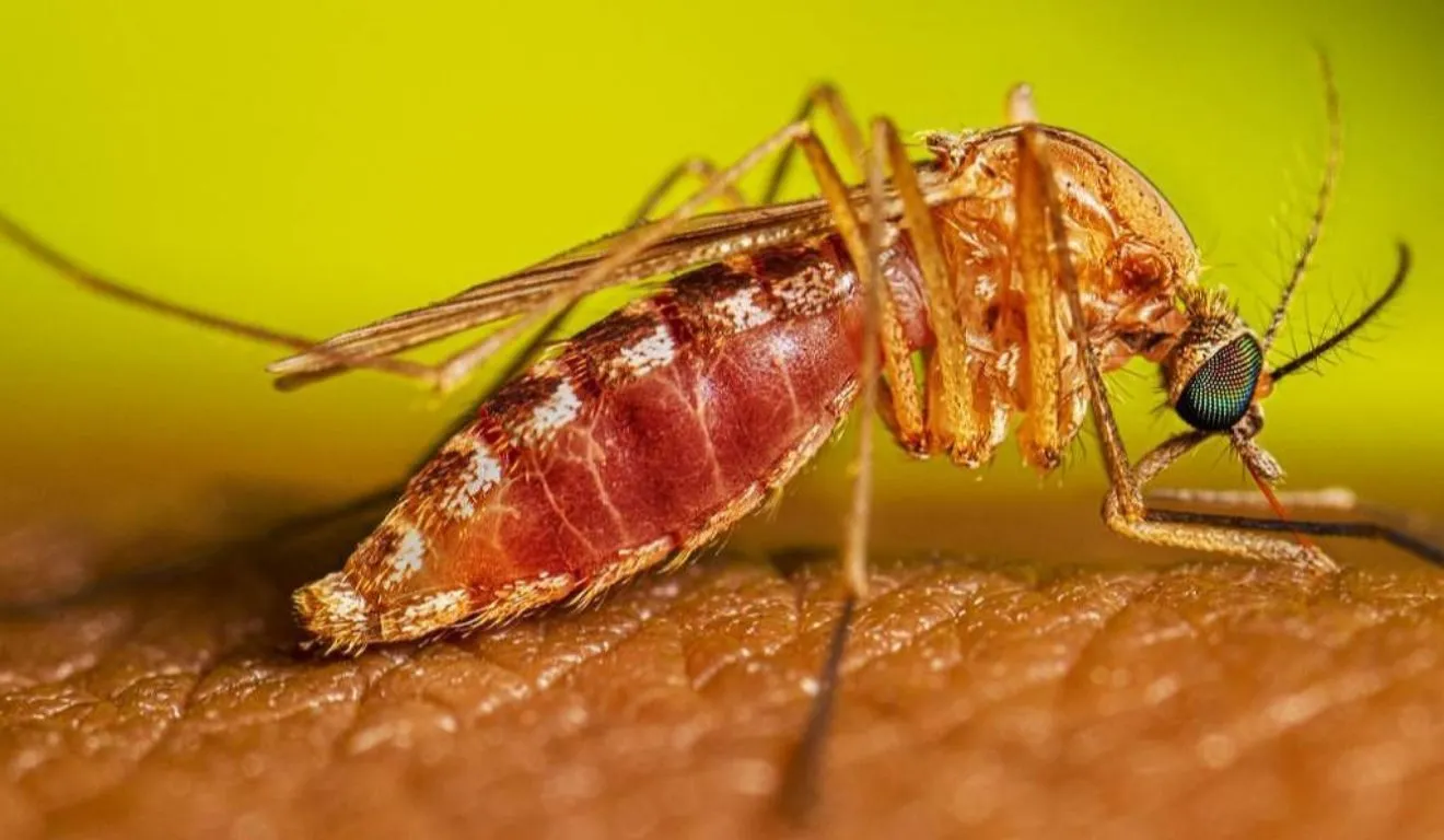 O Mosquito Culex é o principal transmissor da doença