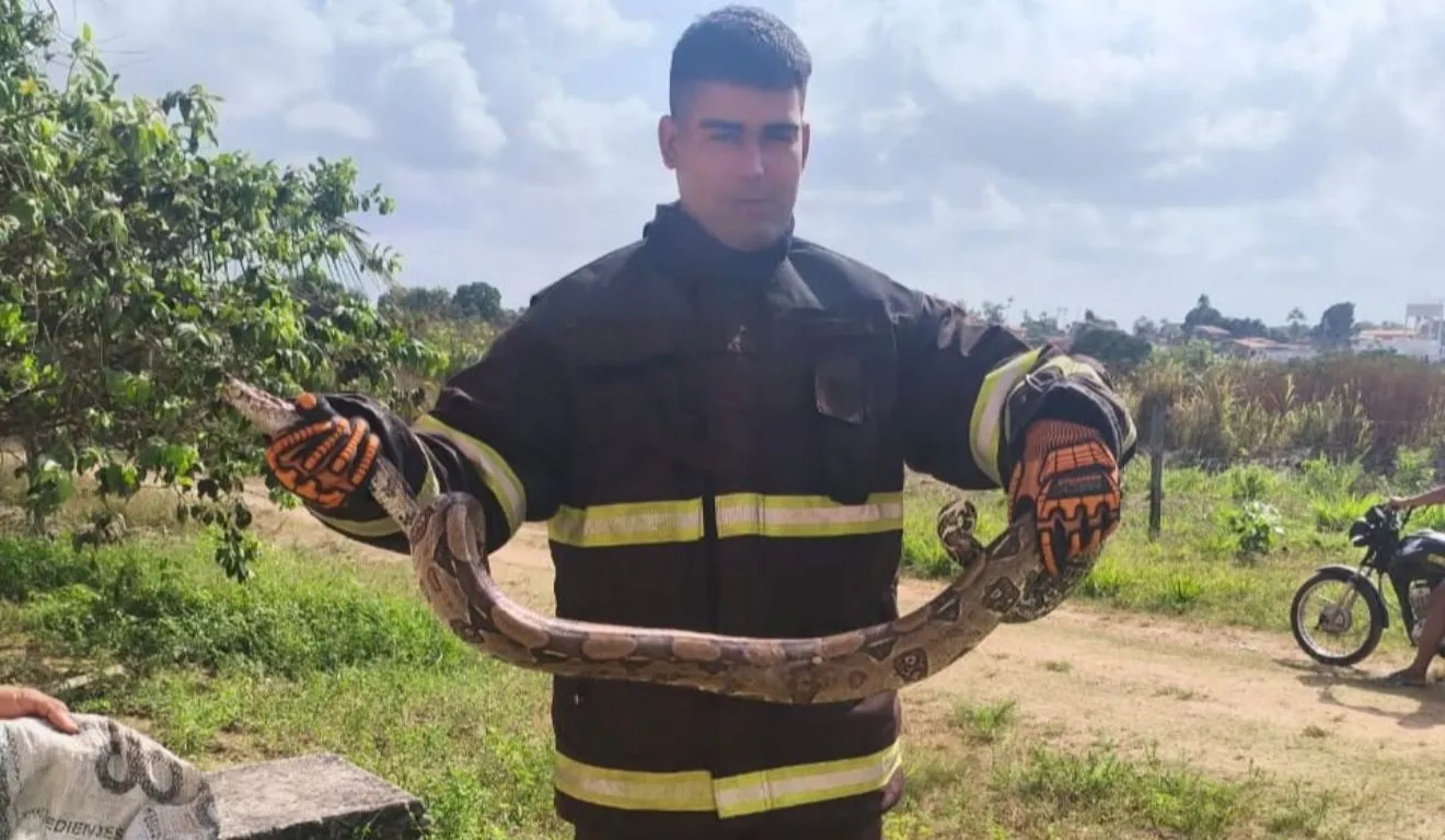 A jiboia foi resgatada pelos bombeiros, que a levaram para uma área de preservação