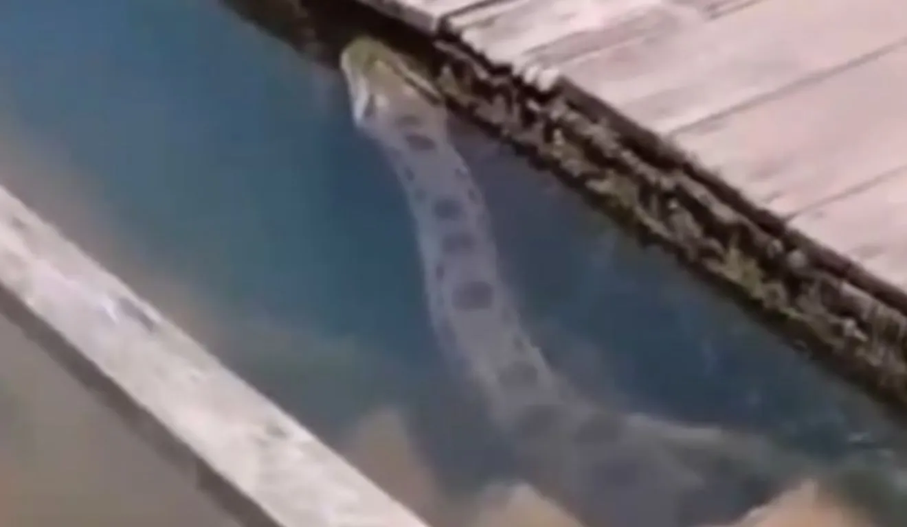A sucuri apareceu no balneário, em Santarém, e assustou os banhistas