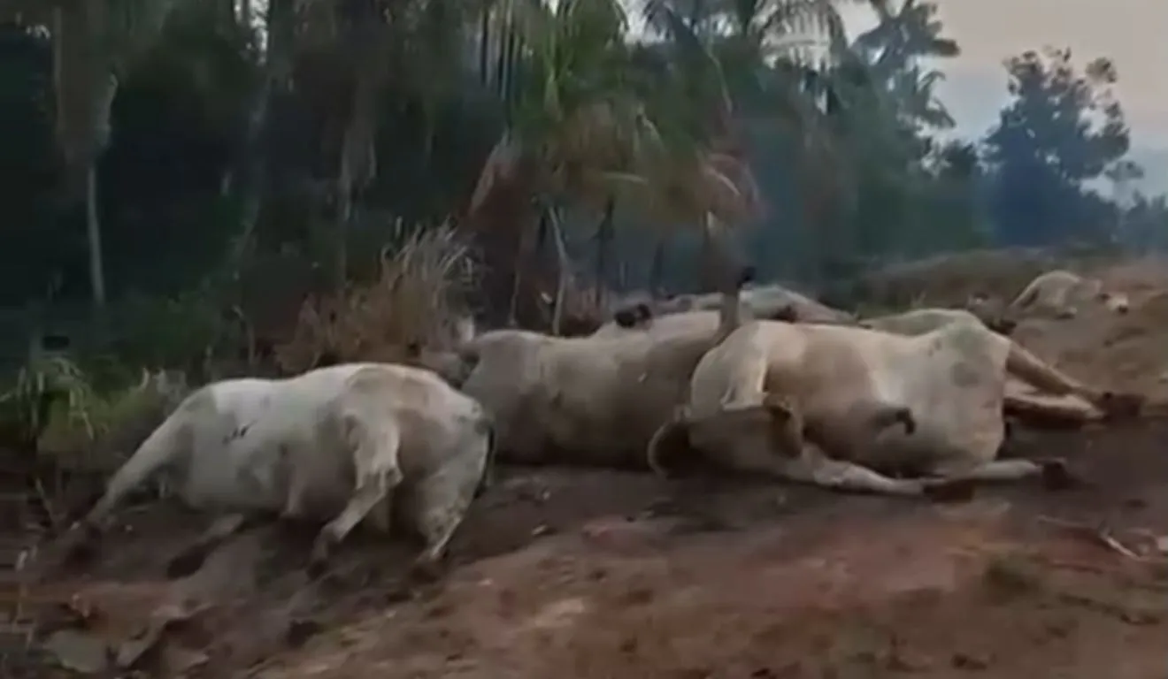 A carreta pegou fogo, saiu da pista e alguns bois transportados morreram