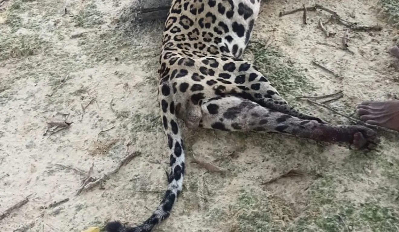 O animal atacou a criança, que morreu pelos líderes indígenas