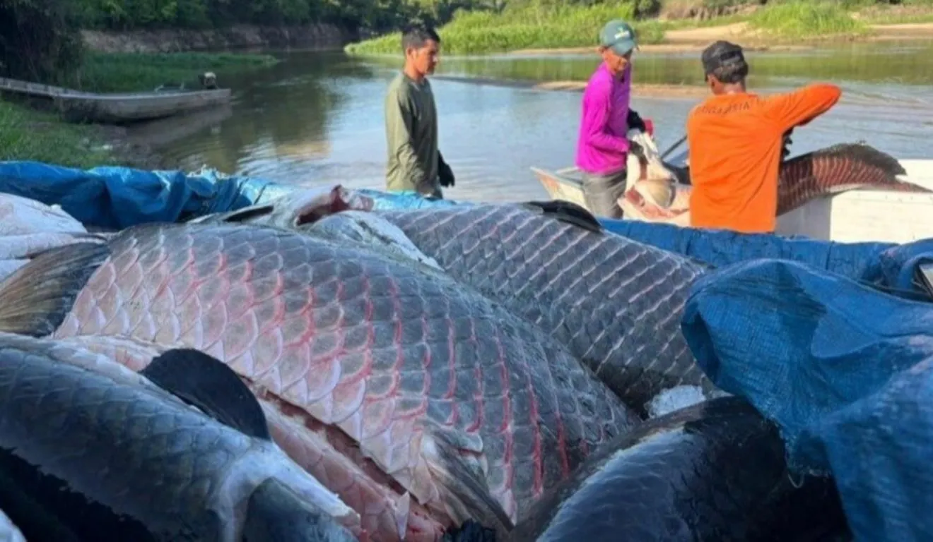 Foram 361 pirarucus remanejados, que totalizam quase 20 toneladas