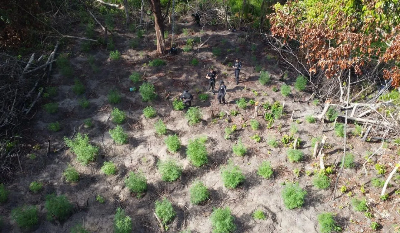 A plantação ilegal de maconha foi encontrada pelos policiais em área de mata