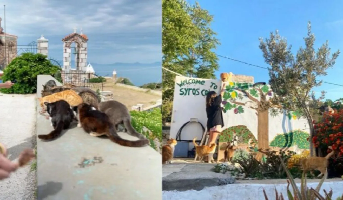 Programa de voluntariado na ilha grega de Syros oferece hospedagem e alimentação para participantes que ajudam nos cuidados com gatos.