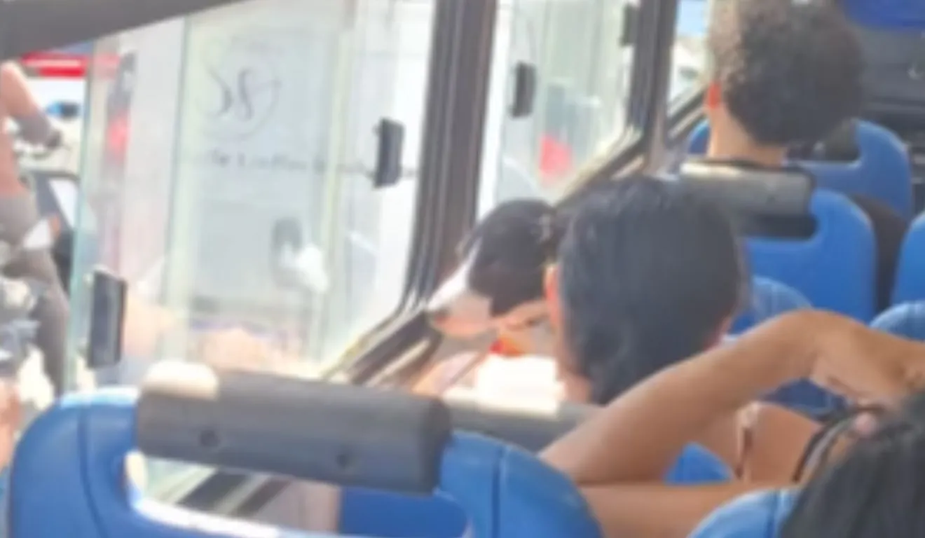 Cachorro é flagrado dentro de ônibus ao lado da tutora e recebe água durante trajeto em Belém