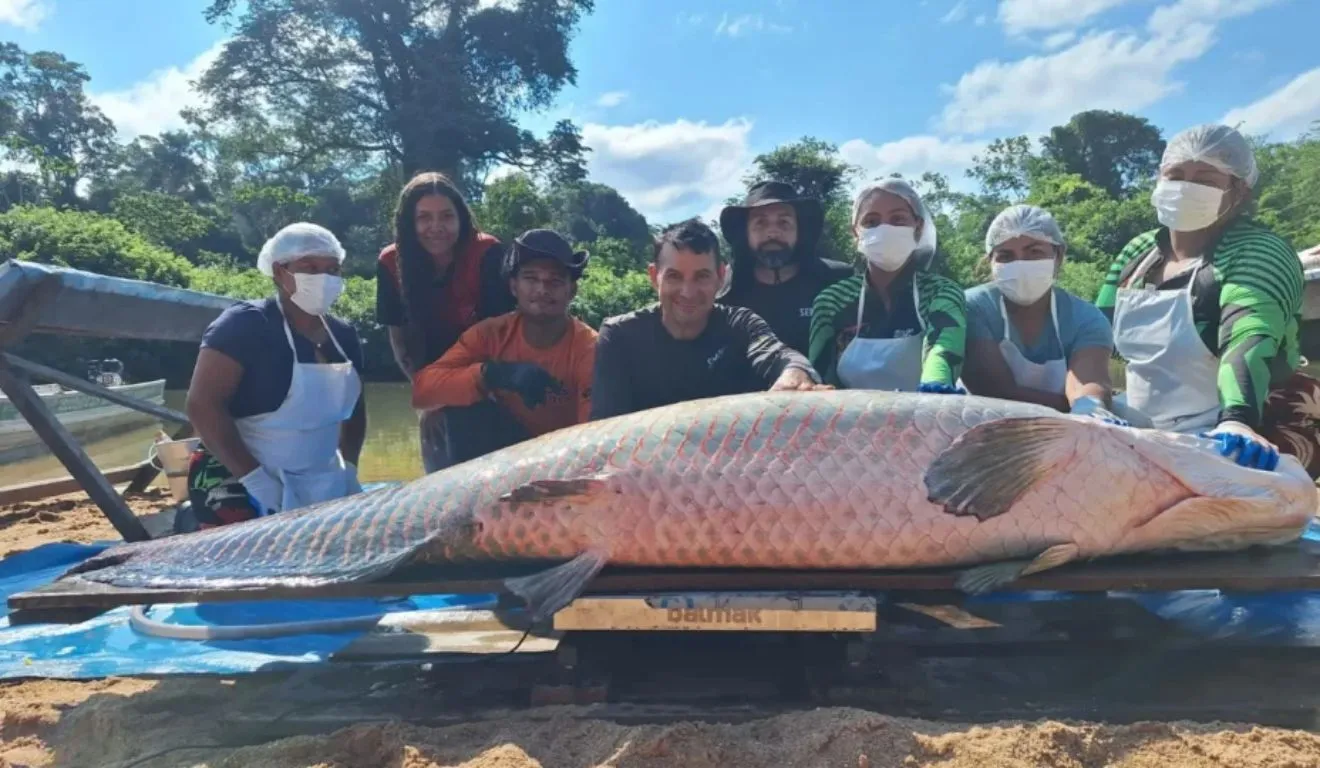 Pirarucu de 2,46 metros e 137,9 quilos foi capturado durante ação de manejo em reserva de Rondônia.