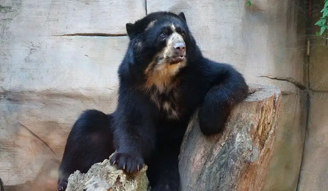 Pepito e Penélope vivem há mais de 15 anos no Zoológico Municipal Quinzinho de Barros, em Sorocaba.