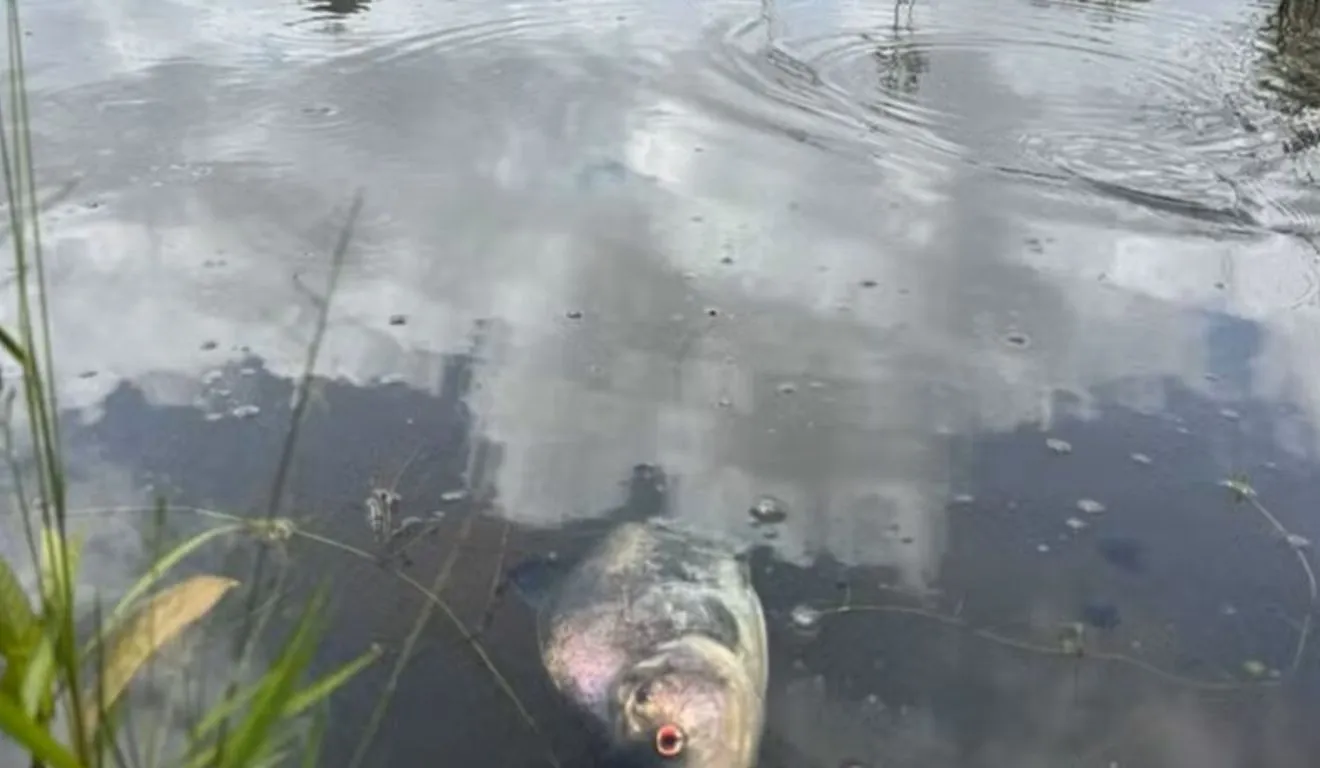 Peixes foram encontrados mortos em igarapé do Parque Estadual do Utinga, em Belém, nesta segunda-feira (19). A causa do episódio ainda precisa ser esclarecida