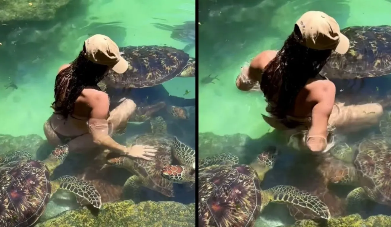 Imagem ilustrativa da notícia: VÍDEO: Tartaruga morde bumbum de modelo durante ensaio fotográfico