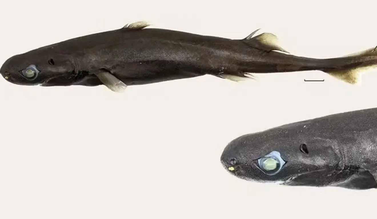Os pesquisadores localizaram apenas um exemplar da nova espécie, encontrado entre 400 e 500 metros de profundidade. O animal é uma fêmea, com coloração em tons de marrom e preto.